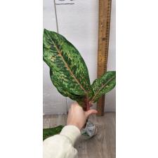 Aglaonema 10 Karat - green black A-3 Уценка