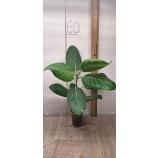 Ficus benghalensis (S)