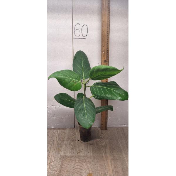 Ficus benghalensis (S)