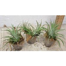 Тилландсия ионанта / TILLANDSIA IONANTHA