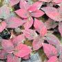Caladium C-6