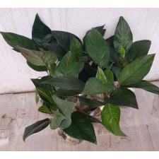 Aglaonema Khunmakracha A-34