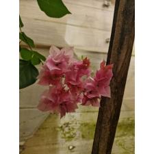 Bougainvillea Double Pink S