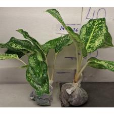 Аглаонема 3 Бриллианта / Aglaonema 3 diamonds A-4