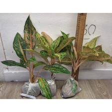Аглаонема Арадин. / Aglaonema Aradin A-16