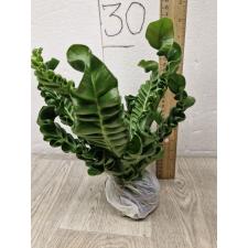 Asplenium Cobra pot 
