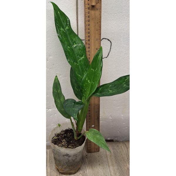 Аглаонема Шотт / Aglaonema Schott