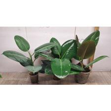 ficus elastica robusta (M)