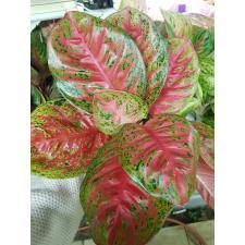 Aglaonema T5 Sombat Som