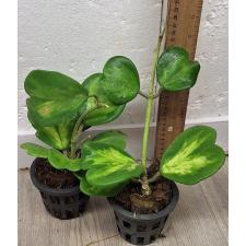 Хойя керрии варегатная (Желтое пятно) / Hoya kerrii variegata (yellow spot) 