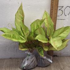 Аглаонема Лаки / Aglaonema Lucky A-54