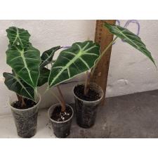 Алоказия Полли / Alocasia Polly (S)