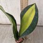 sansevieria masoniana variegata 