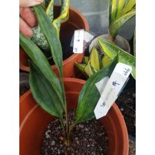 Sansiveria concinna 'Giant Spoon' (No.1) variegated 666