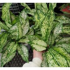Aglaonema Rich no.6 A-70