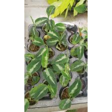 Аглаонема пиктум Триколор / Aglaonema pictum 'Tricolor'