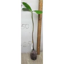 Dillenia indica (green leaf) 70