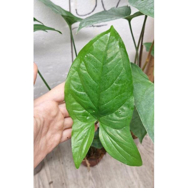 Syngonium podophyllum green