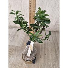 Ixora sp.(T15) white flower 245
