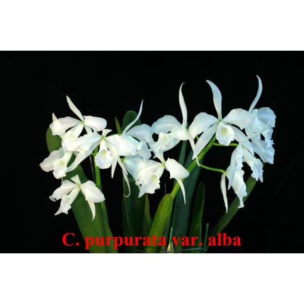 Каттлея пурпурата белая / C. purpurata var. alba