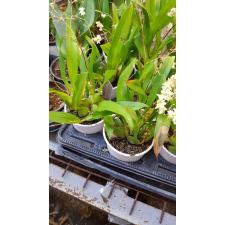 Онцидиум Твинкл Уайт Шауэр / oncidium twinkle white shower