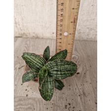 Sansevieria Cleopatra 