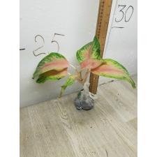 Aglaonema LukBay Pink A-22