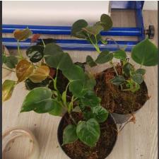 Philodendron lupinum pot 850p