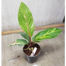 Anthurium variegated sp 16