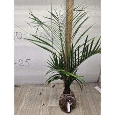 Dypsis decaryi (Triangle Palm) 87