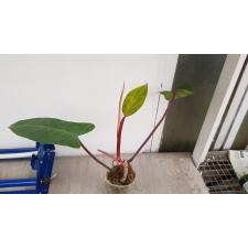 Philodendron painted Lady уценка 350p