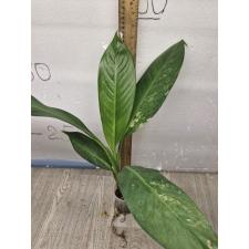 dieffenbachia sp Yellow variegated стакан