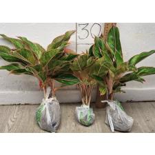 Аглаонема Аврора - Розовый большой лист / Aglaonema Aurora - Pink Big leaves A-11