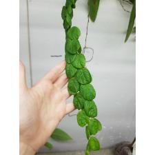 Phyllodium longipes 204