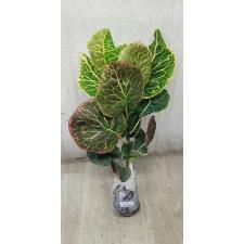 Codiaeum A4 Bangkok