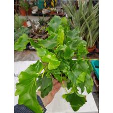 Philodendron Bipinn. 'little Hope' в 15 см горшке