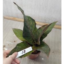 Anthurium variegated sp 18