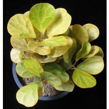 Фикус дельтовидный (Т08) Золотая варегатность / Ficus deltoidea (T08) Golden variegated 