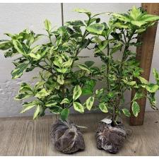 Гардения ангуста варегатная. / Gardenia angusta variegated 128-129