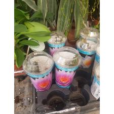 nimfea mix pink 350р