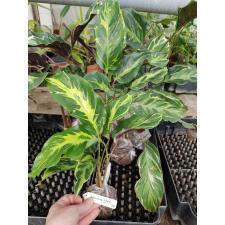 Калатея луисай 'Электрик Шок' / Calathea louisae 'Electric shock'