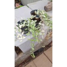 Dischidia ioantha variegata pot 1100p