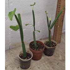 Циссус четырехугольный / Cissus quadrangularis