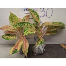 Аглаонема 30 Миллионов. / Aglaonema 30 millions A-90