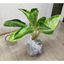 Aglaonema Banana wealthy round A-79