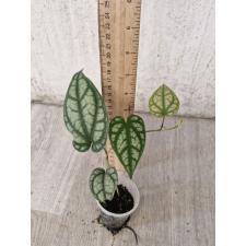 Piper croceum стакан 