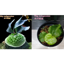 Платицерум мадагаскариенс / Platycerium madagascariense