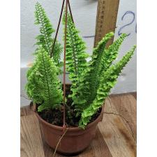 Нефролепис эксалтата сорт Вагнери / Nephrolepis exaltata cv. Wagneri (M)
