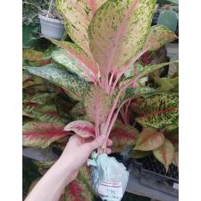 Aglaonema T24 (L) 10 Karat