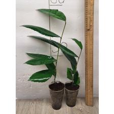 Ficus sp.(T19) Southern Thailand (S)